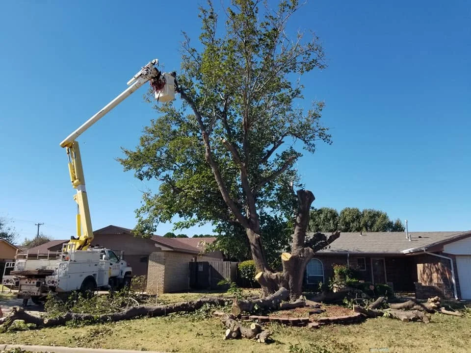 A difficult tree handled